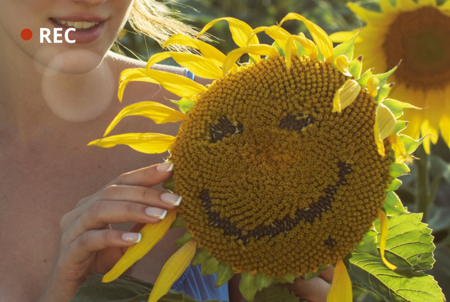 Le Champ de tournesols